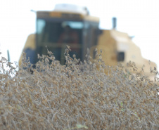 Colheita e plantação de soja no interior de Cascavel. Foto Jonas Oliveira