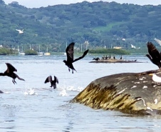 Dentro dos programas ambientais executados pela empresa Portos do Paraná nas baías de Paranaguá e Antonina, foi realizado quarta-feira (11) o monitoramento de avifauna, embarcado. Foto: Divulgação/Portos do Paraná
