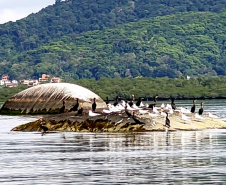 Dentro dos programas ambientais executados pela empresa Portos do Paraná nas baías de Paranaguá e Antonina, foi realizado quarta-feira (11) o monitoramento de avifauna, embarcado. Foto: Divulgação/Portos do Paraná