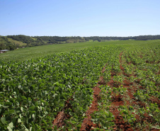 Com o encerramento do vazio sanitário na terça-feira (10), com o objetivo de evitar o fungo causador da ferrugem asiática, os agricultores paranaenses começaram nesta quarta-feira (11) o plantio da safra de soja. Foto: Jaelson Lucas/AEN