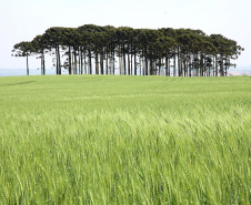 A versão definitiva do Valor Bruto da Produção Agropecuária (VBP) 2018 mostra que o Centro-Sul do Paraná foi a Região que mais cresceu no último ano. Foto:Jaelson Lucas / AEN