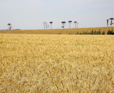 A versão definitiva do Valor Bruto da Produção Agropecuária (VBP) 2018 mostra que o Centro-Sul do Paraná foi a Região que mais cresceu no último ano.  Foto:Jaelson Lucas / AEN