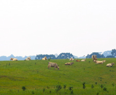 A versão definitiva do Valor Bruto da Produção Agropecuária (VBP) 2018 mostra que o Centro-Sul do Paraná foi a Região que mais cresceu no último ano.  Foto:Jaelson Lucas / AEN