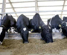 A versão definitiva do Valor Bruto da Produção Agropecuária (VBP) 2018 mostra que o Centro-Sul do Paraná foi a Região que mais cresceu no último ano.  Foto:Jaelson Lucas / AEN