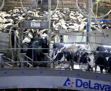 A versão definitiva do Valor Bruto da Produção Agropecuária (VBP) 2018 mostra que o Centro-Sul do Paraná foi a Região que mais cresceu no último ano.  Foto:Jaelson Lucas / AEN