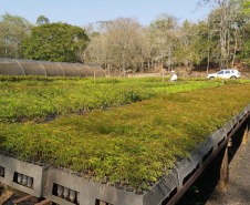 Programa Paraná Mais Verde. Foto: Divulgação/SEDEST