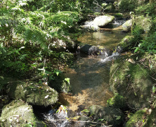 Uma equipe técnica do Instituto Ambiental do Paraná (IAP) fez vistorias de monitoramento em nove Reservas Particulares do Patrimônio Natural (RPPNs). As vistorias estão previstas no Projeto de Pagamento por Serviços Ambientais (PSA) - edital nº 01/2018 para verificar se as ações estabelecidas no Projeto Individual da Propriedade (PIP) estão sendo cumpridas pelos proprietários dessas áreas. Foto: Divulgação/IAP