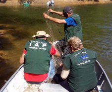 O Instituto Ambiental do Paraná (IAP) anuncia o período de restrição à pesca de espécies nativas no Paraná a partir desta sexta-feira (01) e segue até março de 2020. Todas as espécies nativas do Estado são protegidas, como bagre, dourado, jaú, pintado e lambari. É durante esse período, conhecido como piracema, que a maioria delas se reproduz. Foto: Arquivo/IAP