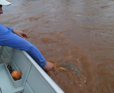 O Instituto Ambiental do Paraná (IAP) anuncia o período de restrição à pesca de espécies nativas no Paraná a partir desta sexta-feira (01) e segue até março de 2020. Todas as espécies nativas do Estado são protegidas, como bagre, dourado, jaú, pintado e lambari. É durante esse período, conhecido como piracema, que a maioria delas se reproduz. Foto: Arquivo/IAP