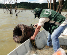 O Instituto Ambiental do Paraná (IAP) anuncia o período de restrição à pesca de espécies nativas no Paraná a partir desta sexta-feira (01) e segue até março de 2020. Todas as espécies nativas do Estado são protegidas, como bagre, dourado, jaú, pintado e lambari. É durante esse período, conhecido como piracema, que a maioria delas se reproduz. Foto: Arquivo/IAP