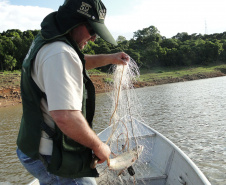 O Instituto Ambiental do Paraná (IAP) anuncia o período de restrição à pesca de espécies nativas no Paraná a partir desta sexta-feira (01) e segue até março de 2020. Todas as espécies nativas do Estado são protegidas, como bagre, dourado, jaú, pintado e lambari. É durante esse período, conhecido como piracema, que a maioria delas se reproduz. Foto: Arquivo/IAP