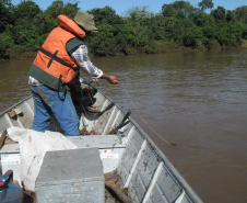 O Instituto Ambiental do Paraná (IAP) anuncia o período de restrição à pesca de espécies nativas no Paraná a partir desta sexta-feira (01) e segue até março de 2020. Todas as espécies nativas do Estado são protegidas, como bagre, dourado, jaú, pintado e lambari. É durante esse período, conhecido como piracema, que a maioria delas se reproduz. Foto: Arquivo/IAP