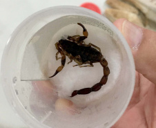 A Secretaria da Saúde do Paraná orienta a manter os ambientes limpos e organizados para evitar o aparecimento de animais peçonhentos, como aranhas, escorpiões, serpentes, que têm maior incidência em períodos de calor. Dados de 2018 indicam que no Paraná aconteceram mais de 18 mil acidentes com algum tipo de animal peçonhento.Foto: Divulgação/SESA