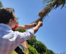Considerado um dos mais antigos do Estado e um dos poucos fragmentos florestais da região, o Parque Estadual São Camilo, localizado em Palotina, completa 35 anos. “O objetivo da área é proteger a fauna e a flora local, além de proporcionar à população lazer e contado com a natureza”, diz o diretor de Biodiversidade e Áreas Protegidas do Instituto Ambiental Paraná (IAP), Rafael Andreguetto. Foto:SEDEST