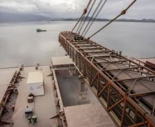 Mesmo antes do encerramento da movimentação em 2019, a exportação de milho via Porto de Paranaguá é 503% maior do que a registrada em 2018, e supera também a movimentação nos cinco anos anteriores. De janeiro a novembro deste ano, foram embarcadas 5,49 milhões de toneladas do grão. No mesmo período do ano passado o volume somou 911,3 mil toneladas.Foto: Claudio Neves/Portos do Paraná 