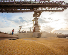 Mesmo antes do encerramento da movimentação em 2019, a exportação de milho via Porto de Paranaguá é 503% maior do que a registrada em 2018, e supera também a movimentação nos cinco anos anteriores. De janeiro a novembro deste ano, foram embarcadas 5,49 milhões de toneladas do grão. No mesmo período do ano passado o volume somou 911,3 mil toneladas.Foto: Claudio Neves/Portos do Paraná 