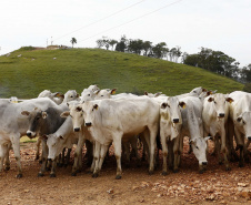 Paraná e Santa Catarina vão fortalecer defesa agropecuária. Foto: Arnaldo Alves/AEN