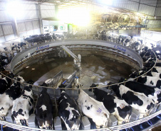 IBGE reforça Paraná como destaque em produção de proteínas. Foto: Jaelson Lucas/AEN