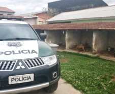Em continuidade às investigações de uma rinha internacional de cães, que funcionava em Mairiporã (SP), a Polícia Civil do Paraná resgatou mais cinco cães da raça pitbull em São José dos Pinhais, na Região Metropolitana de Curitiba (RMC), nesta terça-feira (17). Os animais foram encontrados em situação de maus-tratos na casa do treinador preso na rinha, no sábado. Foto:SESP