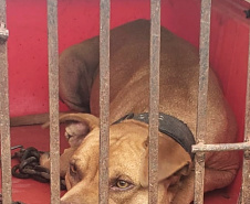 Em continuidade às investigações de uma rinha internacional de cães, que funcionava em Mairiporã (SP), a Polícia Civil do Paraná resgatou mais cinco cães da raça pitbull em São José dos Pinhais, na Região Metropolitana de Curitiba (RMC), nesta terça-feira (17). Os animais foram encontrados em situação de maus-tratos na casa do treinador preso na rinha, no sábado. Foto:SESP