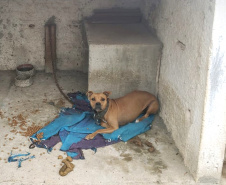 Em continuidade às investigações de uma rinha internacional de cães, que funcionava em Mairiporã (SP), a Polícia Civil do Paraná resgatou mais cinco cães da raça pitbull em São José dos Pinhais, na Região Metropolitana de Curitiba (RMC), nesta terça-feira (17). Os animais foram encontrados em situação de maus-tratos na casa do treinador preso na rinha, no sábado. Foto:SESP