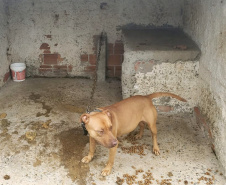 Em continuidade às investigações de uma rinha internacional de cães, que funcionava em Mairiporã (SP), a Polícia Civil do Paraná resgatou mais cinco cães da raça pitbull em São José dos Pinhais, na Região Metropolitana de Curitiba (RMC), nesta terça-feira (17). Os animais foram encontrados em situação de maus-tratos na casa do treinador preso na rinha, no sábado. Foto:SESP