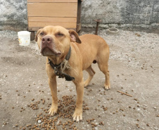 Em continuidade às investigações de uma rinha internacional de cães, que funcionava em Mairiporã (SP), a Polícia Civil do Paraná resgatou mais cinco cães da raça pitbull em São José dos Pinhais, na Região Metropolitana de Curitiba (RMC), nesta terça-feira (17). Os animais foram encontrados em situação de maus-tratos na casa do treinador preso na rinha, no sábado. Foto:SESP