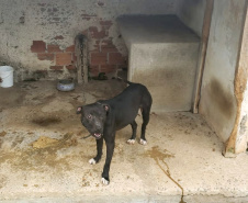 Em continuidade às investigações de uma rinha internacional de cães, que funcionava em Mairiporã (SP), a Polícia Civil do Paraná resgatou mais cinco cães da raça pitbull em São José dos Pinhais, na Região Metropolitana de Curitiba (RMC), nesta terça-feira (17). Os animais foram encontrados em situação de maus-tratos na casa do treinador preso na rinha, no sábado. Foto:SESP