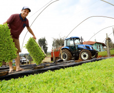 Trator solidário, Plantação de fumo. Na imagem Lucas Geraldo. Ipiranga, 12/09/2019 Foto: Jaelson Lucas / AEN