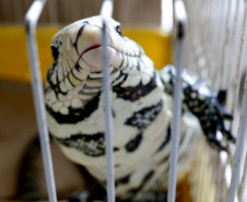 A Polícia Civil do Paraná (PCPR) apreendeu aproximadamente 70 animais silvestres em cativeiro em uma clínica veterinária, no bairro Batel, em Curitiba. A ação aconteceu nesta segunda-feira (06). Dois médicos veterinários responsáveis pelo local foram autuados. Macacos, papagaios, araras, tartarugas, iguanas, dragão-de-barba, lagarto e aranhas estão entre os animais resgatados.Foto:SESP