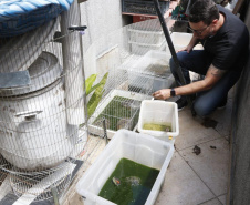 A Polícia Civil do Paraná (PCPR) apreendeu aproximadamente 70 animais silvestres em cativeiro em uma clínica veterinária, no bairro Batel, em Curitiba. A ação aconteceu nesta segunda-feira (06). Dois médicos veterinários responsáveis pelo local foram autuados. Macacos, papagaios, araras, tartarugas, iguanas, dragão-de-barba, lagarto e aranhas estão entre os animais resgatados.Foto:SESP