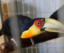 A Polícia Civil do Paraná (PCPR) apreendeu aproximadamente 70 animais silvestres em cativeiro em uma clínica veterinária, no bairro Batel, em Curitiba. A ação aconteceu nesta segunda-feira (06). Dois médicos veterinários responsáveis pelo local foram autuados. Macacos, papagaios, araras, tartarugas, iguanas, dragão-de-barba, lagarto e aranhas estão entre os animais resgatados.Foto:SESP