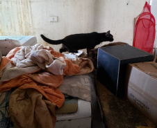 A Polícia Civil do Paraná (PCPR) fez nesta quarta-feira (08), em Guaratuba, uma ação de prevenção a maus-tratos a animais. Policiais civis, médicos veterinários e técnicos da vigilância sanitária fiscalizaram duas residências, no bairro Mirim, para verificar a condição de guarda, saúde e higiene dos animais abrigados nos locais. Foto:SESP