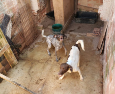 A Polícia Civil do Paraná (PCPR) fez nesta quarta-feira (08), em Guaratuba, uma ação de prevenção a maus-tratos a animais. Policiais civis, médicos veterinários e técnicos da vigilância sanitária fiscalizaram duas residências, no bairro Mirim, para verificar a condição de guarda, saúde e higiene dos animais abrigados nos locais. Foto:SESP