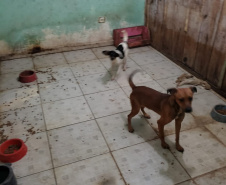 A Polícia Civil do Paraná (PCPR) fez nesta quarta-feira (08), em Guaratuba, uma ação de prevenção a maus-tratos a animais. Policiais civis, médicos veterinários e técnicos da vigilância sanitária fiscalizaram duas residências, no bairro Mirim, para verificar a condição de guarda, saúde e higiene dos animais abrigados nos locais. Foto:SESP