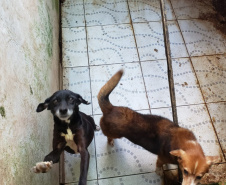 A Polícia Civil do Paraná (PCPR) fez nesta quarta-feira (08), em Guaratuba, uma ação de prevenção a maus-tratos a animais. Policiais civis, médicos veterinários e técnicos da vigilância sanitária fiscalizaram duas residências, no bairro Mirim, para verificar a condição de guarda, saúde e higiene dos animais abrigados nos locais. Foto:SESP
