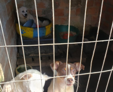 A Polícia Civil do Paraná (PCPR) fez nesta quarta-feira (08), em Guaratuba, uma ação de prevenção a maus-tratos a animais. Policiais civis, médicos veterinários e técnicos da vigilância sanitária fiscalizaram duas residências, no bairro Mirim, para verificar a condição de guarda, saúde e higiene dos animais abrigados nos locais. Foto:SESP
