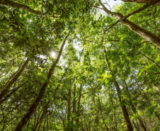 Empresas que buscam identificar e minimizar os impactos de suas atividades sobre o meio ambiente contam com o apoio do Instituto de Tecnologia do Paraná (Tecpar) para desenvolver ações sustentáveis. A divisão Tecpar Certificação é a única organização do país credenciada para oferecer a Certificação Life.