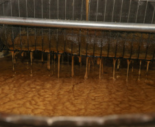 Produção de açucar mascavo e de melado de açúcar mascavo de cana-de-açúcar produzido pelo produtor Rafael Morgenstern em Capanema, no sudoeste do Paraná.  Capanema - 16/01/2020 - Foto: Geraldo Bubniak/AEN