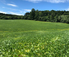 Produtor de Itapejara do Oeste colhe soja sem uso de agrotóxico. Foto:Emater