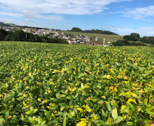 Produtor de Itapejara do Oeste colhe soja sem uso de agrotóxico. Foto:Emater