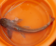 Os peçonhentos são animais que têm a capacidade de injetar substâncias tóxicas pelas suas presas. Já os venenosos são aqueles que causam envenenamento passivo por ingestão ou contato, como as lagartas ou taturanas, os sapos e peixes, como o baiacu. Foto: SESA