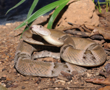 Os peçonhentos são animais que têm a capacidade de injetar substâncias tóxicas pelas suas presas. Já os venenosos são aqueles que causam envenenamento passivo por ingestão ou contato, como as lagartas ou taturanas, os sapos e peixes, como o baiacu. Foto: SESA