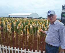 Nesta quarta-feira (22), dois eventos, a Safratec, em Floresta, e o Superagro, em Londrina, foram acompanhados por integrantes do Governo do Estado.
Foto: Emater