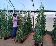 Uma das áreas destinadas ao Instituto de Desenvolvimento Rural do Paraná – Iapar-Emater reúne diferentes culturas e práticas agropecuárias. O evento, um dos principais do setor no País, deve receber cerca de 100 mil pessoas durante os cinco dias.
Foto: Emater

