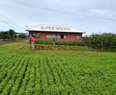 Uma das áreas destinadas ao Instituto de Desenvolvimento Rural do Paraná – Iapar-Emater reúne diferentes culturas e práticas agropecuárias. O evento, um dos principais do setor no País, deve receber cerca de 100 mil pessoas durante os cinco dias. Foto: Emater