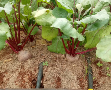 Uma das áreas destinadas ao Instituto de Desenvolvimento Rural do Paraná – Iapar-Emater reúne diferentes culturas e práticas agropecuárias. O evento, um dos principais do setor no País, deve receber cerca de 100 mil pessoas durante os cinco dias. Foto: Emater