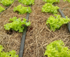 Uma das áreas destinadas ao Instituto de Desenvolvimento Rural do Paraná – Iapar-Emater reúne diferentes culturas e práticas agropecuárias. O evento, um dos principais do setor no País, deve receber cerca de 100 mil pessoas durante os cinco dias. Foto: Emater