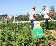 Em 2020, o visitante do Show Rural confere nove opções, dos grupos comerciais carioca, preto e branco, e ainda poderá conhecer 40 animais Purunã para exposição e comercialização.
Foto: IAPAR