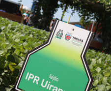 Em 2020, o visitante do Show Rural confere nove opções, dos grupos comerciais carioca, preto e branco, e ainda poderá conhecer 40 animais Purunã para exposição e comercialização.
Foto: IAPAR